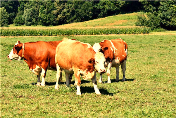 夢到被母親剃光頭代表著什麼_周公解夢官網