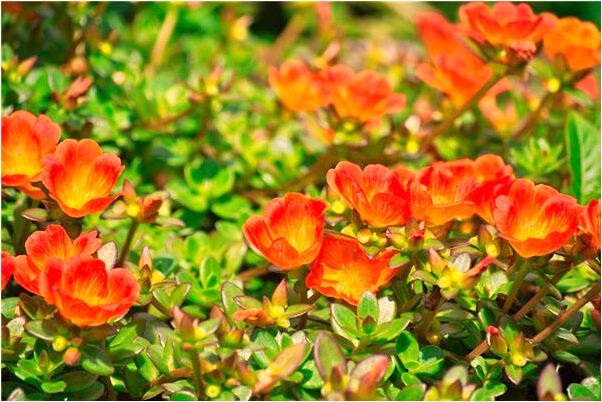 夢到摘好多板栗會怎么樣_周公解夢官網