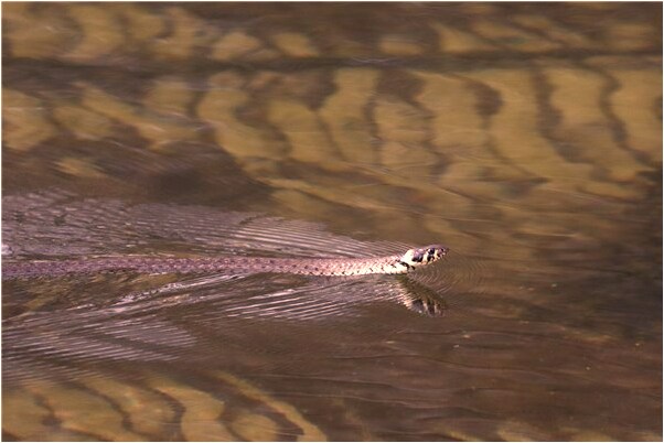 夢到了床上有大便和尿的預兆_周公解夢官網