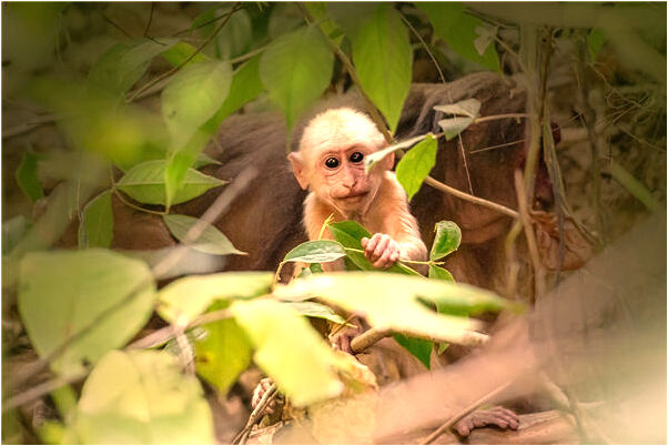 夢到了蜘蛛跑了是什麼意思_周公解夢官網