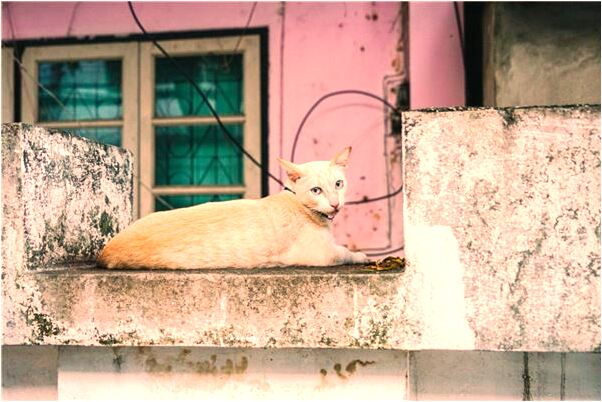 夢到手抓蜜蜂意味著什麼_周公解夢官網