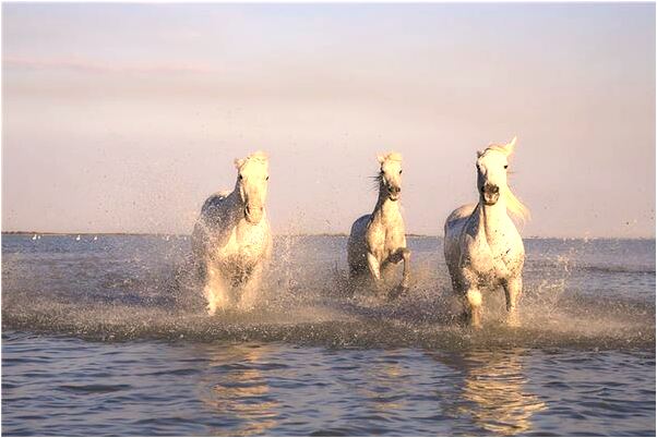 夢到過被人控制的橋預示什麼_周公解夢官網