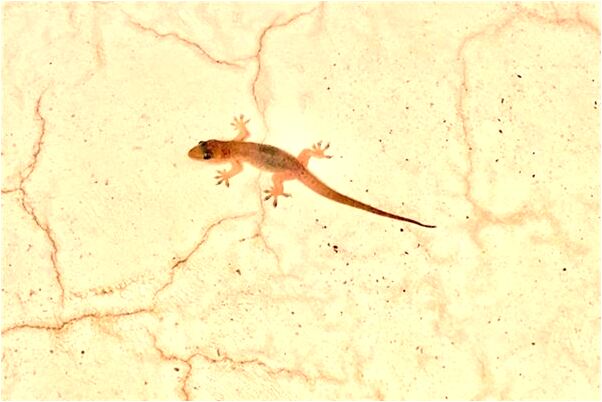 夢到了石溜樹會是什麼預兆_周公解夢官網