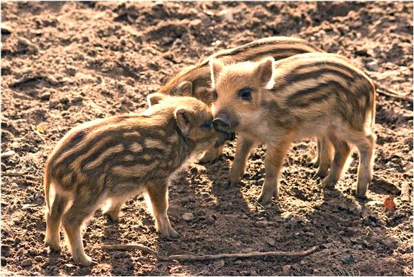 夢見吃酒碗代表什麼_周公解夢官網
