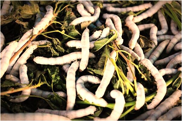 夢見夢彩色的魚好不好_周公解夢官網