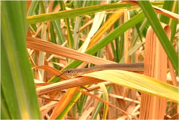 夢到大黑狗咬住自己是凶兆還是吉兆_周公解夢官網