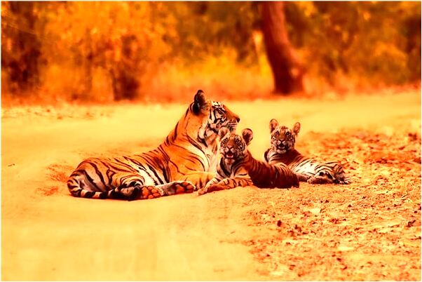 夢到豬在水中是什麼意思？_周公解夢官網