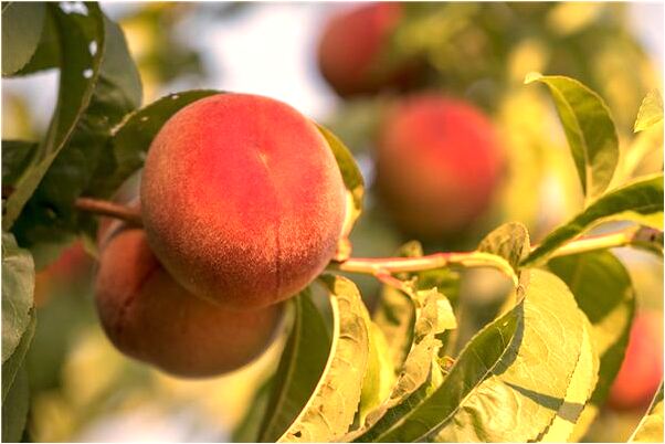 夢見領導換了怎么樣_周公解夢官網