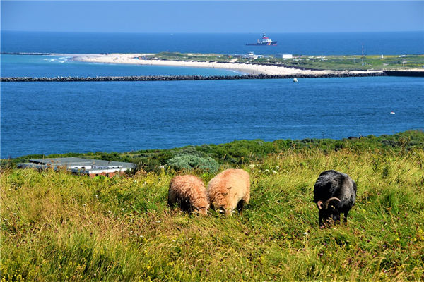屬羊的男人愛情觀_十二生肖