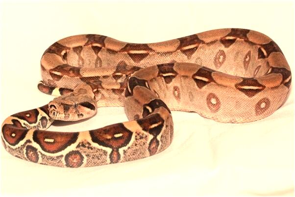 夢到倆車追尾然後著火了會是什麼預兆_周公解夢官網