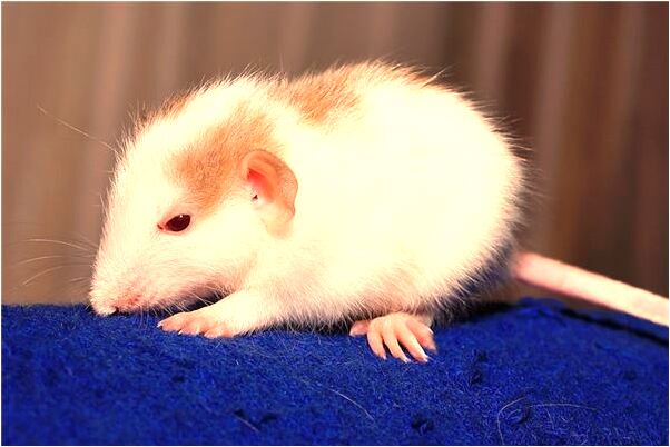 夢到了小男孩打我是不是好的徵兆呢_周公解夢官網