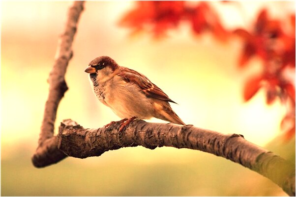 夢見給媽媽買新衣服是什麼預兆_周公解夢官網