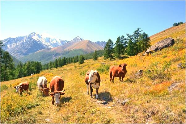夢到背喜歡的女孩爬樓梯怎么回事_周公解夢官網