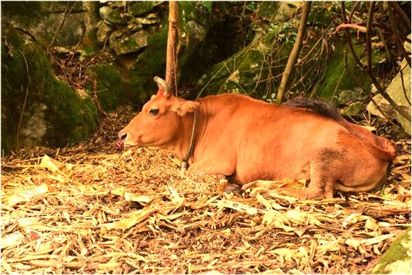 夢到了貓蜘蛛是什麼意思_周公解夢官網