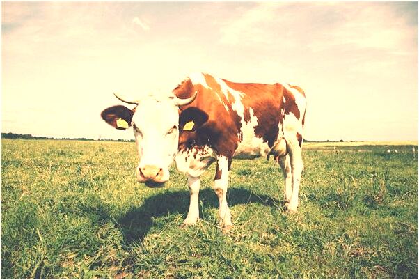 夢到了和男同事牽手是什麼意思？_周公解夢官網