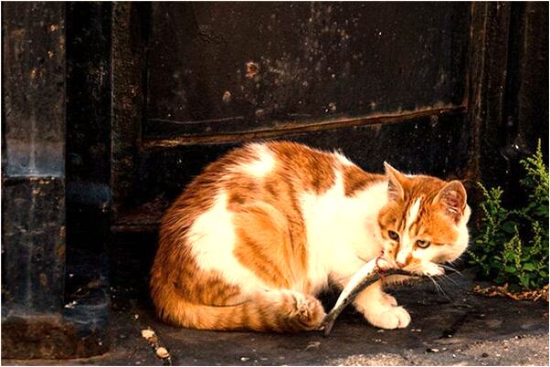 夢見架子上往下走是凶兆還是吉兆_周公解夢官網