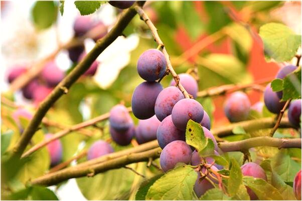 夢到三個人睡一起預示什麼_周公解夢官網