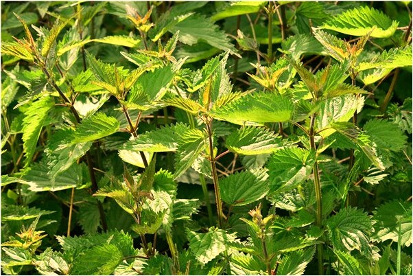 夢到了死去的奶奶沒穿衣服給我要是什麼意思？_周公解夢官網