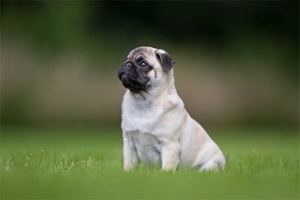 屬狗的6合貴人_十二生肖