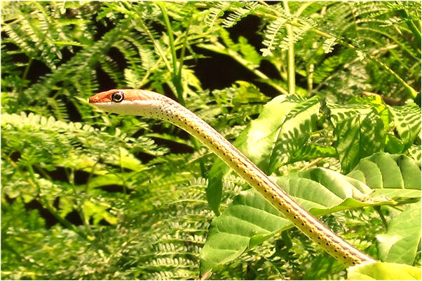 夢到老公沒有被提拔會是什麼預兆_周公解夢官網