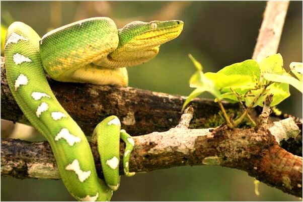 夢到有人施法術變貓追我是凶兆還是吉兆_周公解夢官網