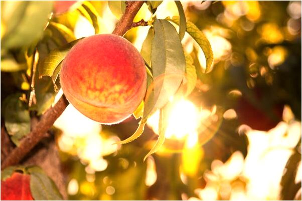 夢到騎著魚是什麼意思_周公解夢官網