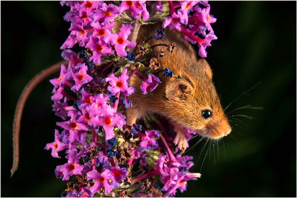 夢到了已故父親看不清臉代表什麼_周公解夢官網