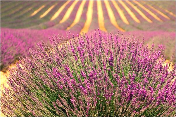 夢見蛇鑽進身體有什麼意義嗎_周公解夢官網