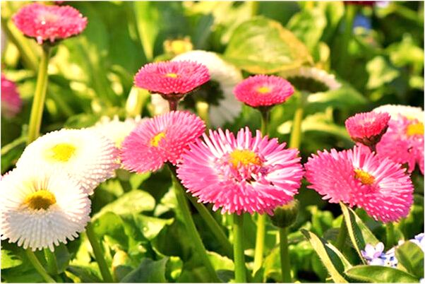 夢到身上爬來了很小蟲子有什麼說法_周公解夢官網