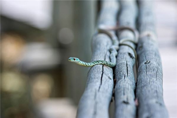 2021年蛇年運勢及運程_十二生肖