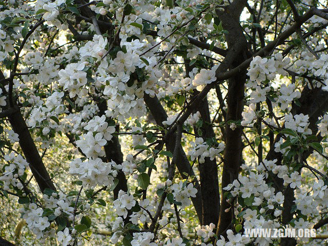 夢見內褲上有屎_周公解夢夢到內褲上有屎是什麼意思_做夢夢見內褲上有屎好不好_周公解夢官網