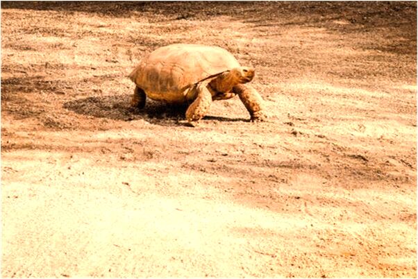 夢到了姐姐生的男孩我養預示著什麼_周公解夢官網