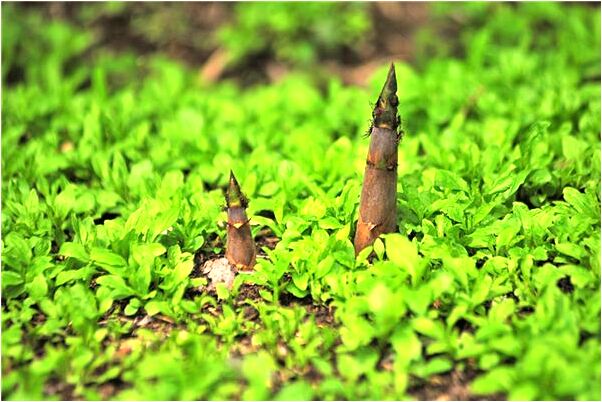 夢見去鄰居家看衣櫃有什麼寓意嗎？_周公解夢官網