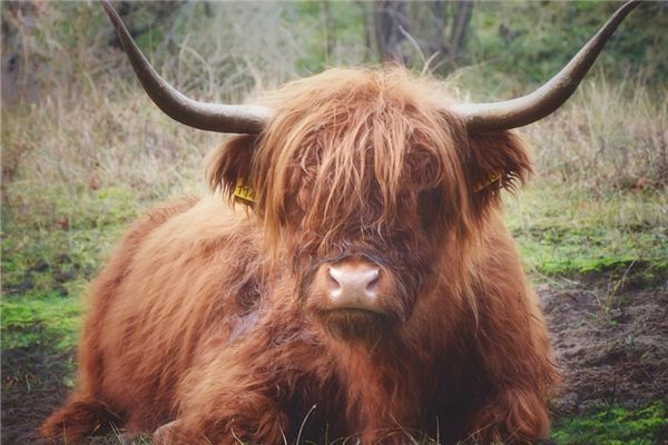 夢到了火燒牛有什麼徵兆_周公解夢