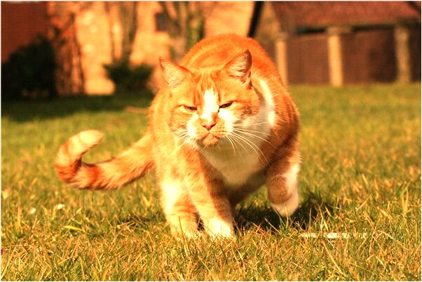 夢到小男孩撒尿尿道我臉上什麼預兆_周公解夢官網