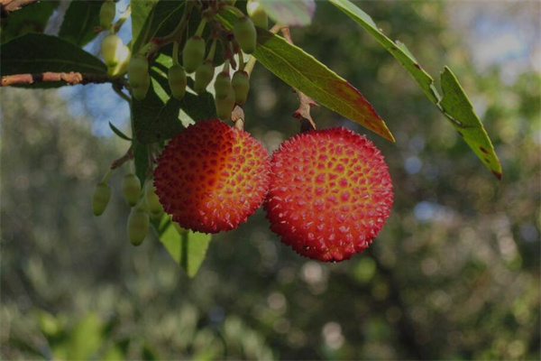 夢見楊梅樹什麼寓意_周公解夢