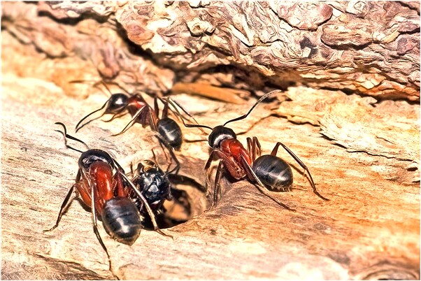 夢到前男友老婆怎么說_周公解夢官網