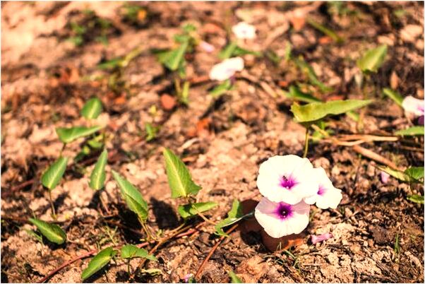 夢到仔弱智是什麼意思_周公解夢官網