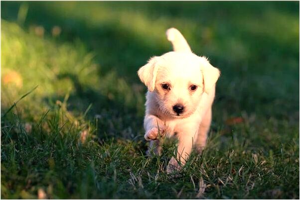 夢見松樹發芽有什麼說法_周公解夢官網