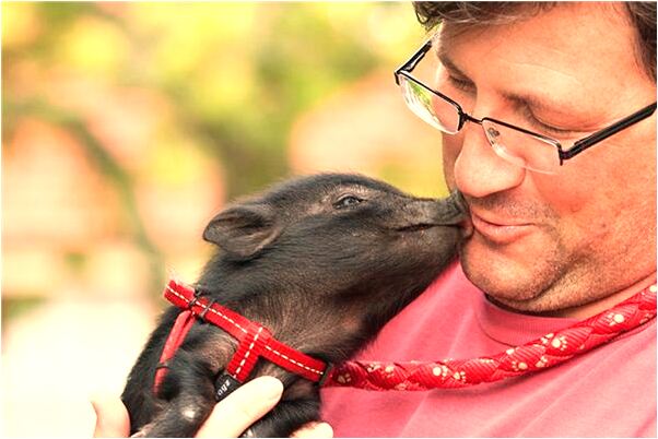 夢見柳樹楊樹核桃樹有什麼含義_周公解夢官網