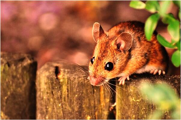 夢見跟喜歡的人接吻是咋回事_周公解夢官網