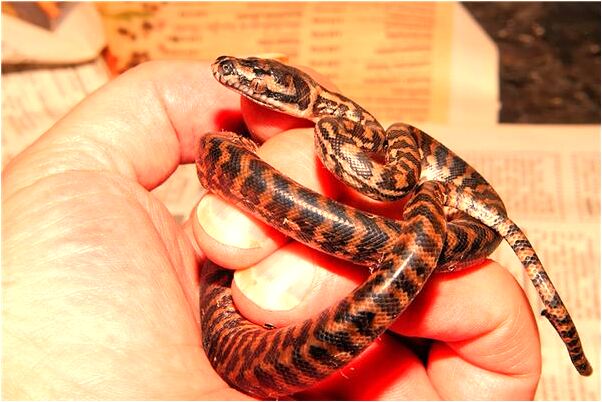 夢到了同學不肯幫自己是什麼意思_周公解夢官網