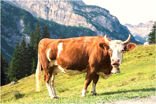 夢到了結婚的並失身什麼寓意_周公解夢官網