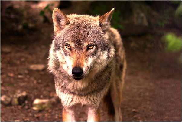 夢見看到了大西瓜意味著什麼_周公解夢官網