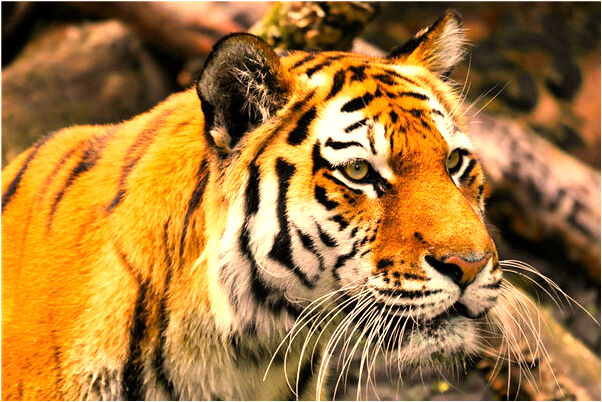 夢到嫂子從高樓墜落是什麼預兆_周公解夢官網