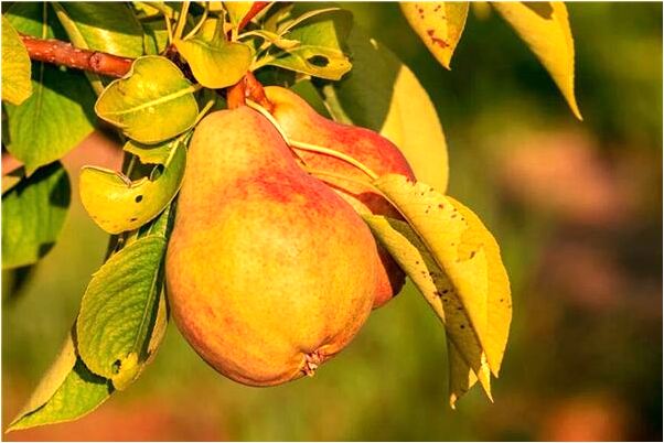 夢見剛下生的小羊是什麼意思_周公解夢官網