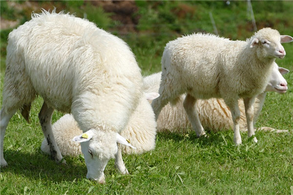 屬羊男人年份和婚姻_十二生肖