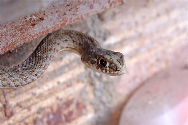 屬蛇今年運程_十二生肖