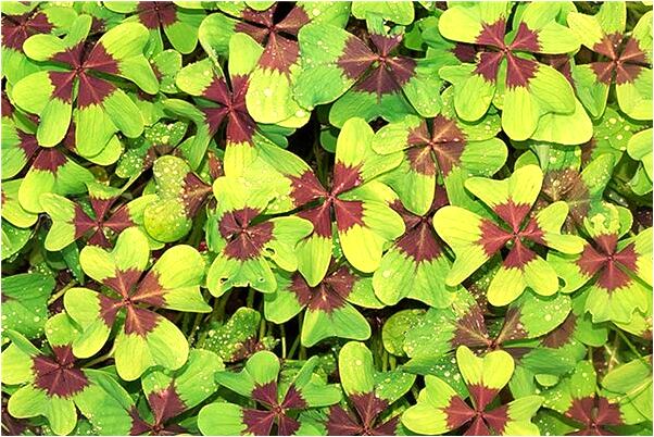 夢見三條大魚在地上跑是啥意思_周公解夢官網