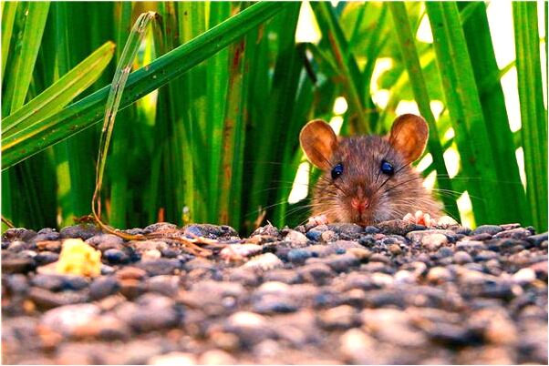 夢到走錯房子還裸體是什麼兆頭_周公解夢官網